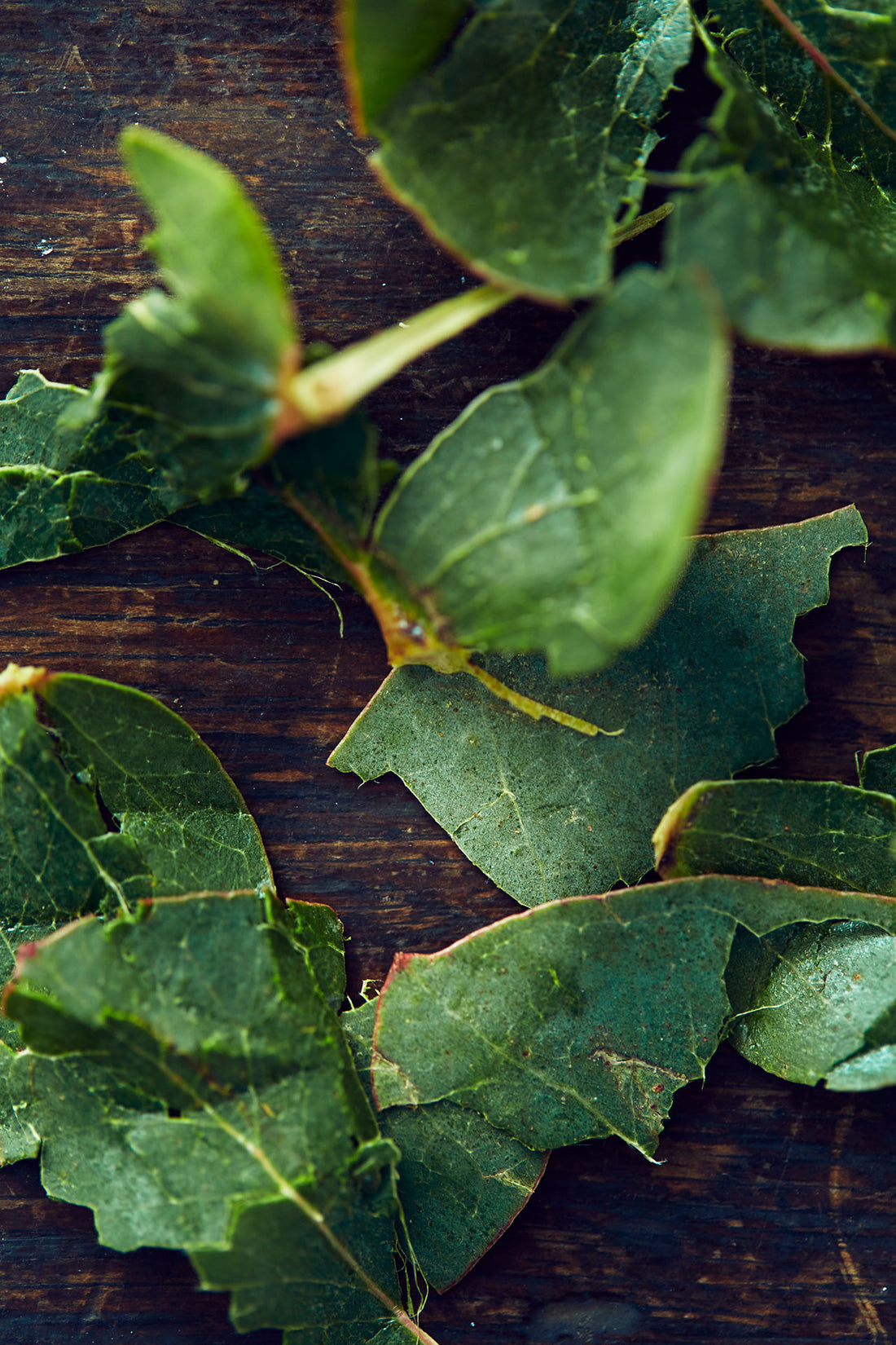 The Power of Aromatherapy