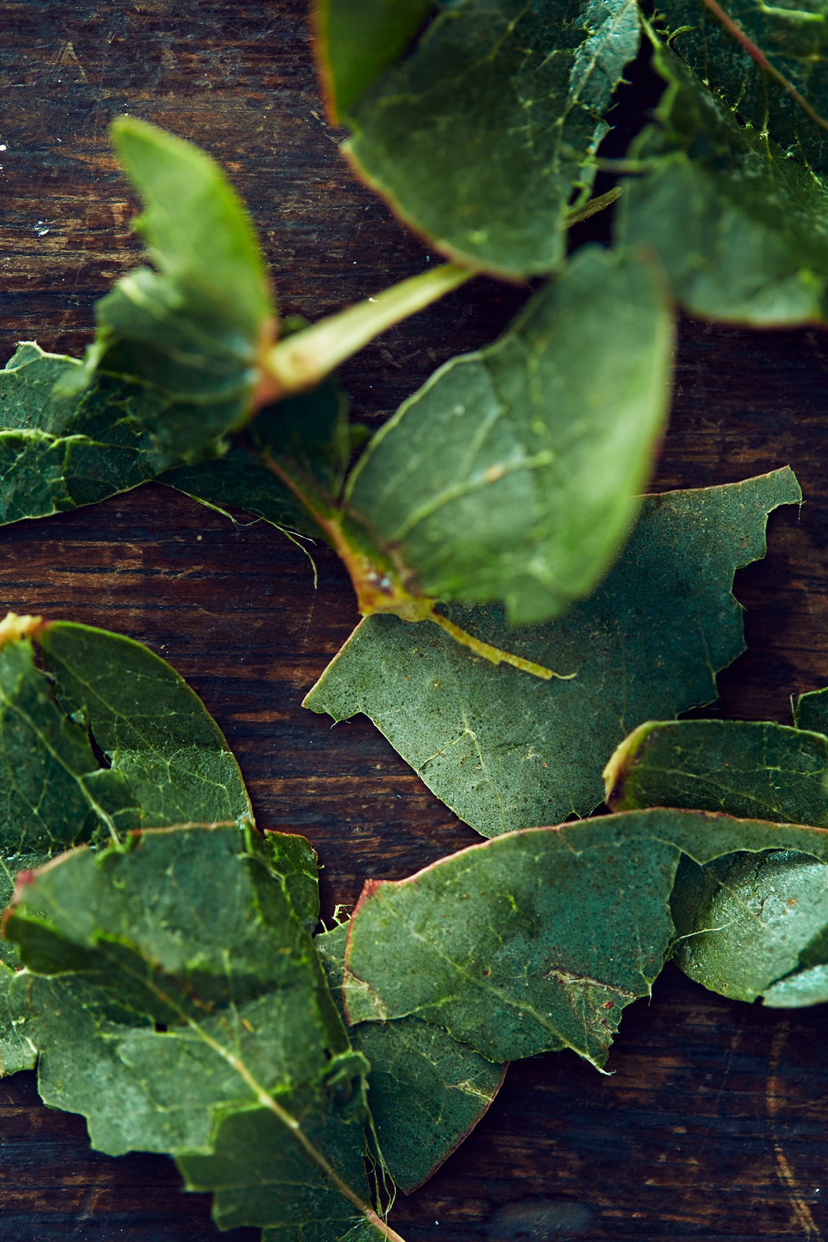 The Power of Aromatherapy